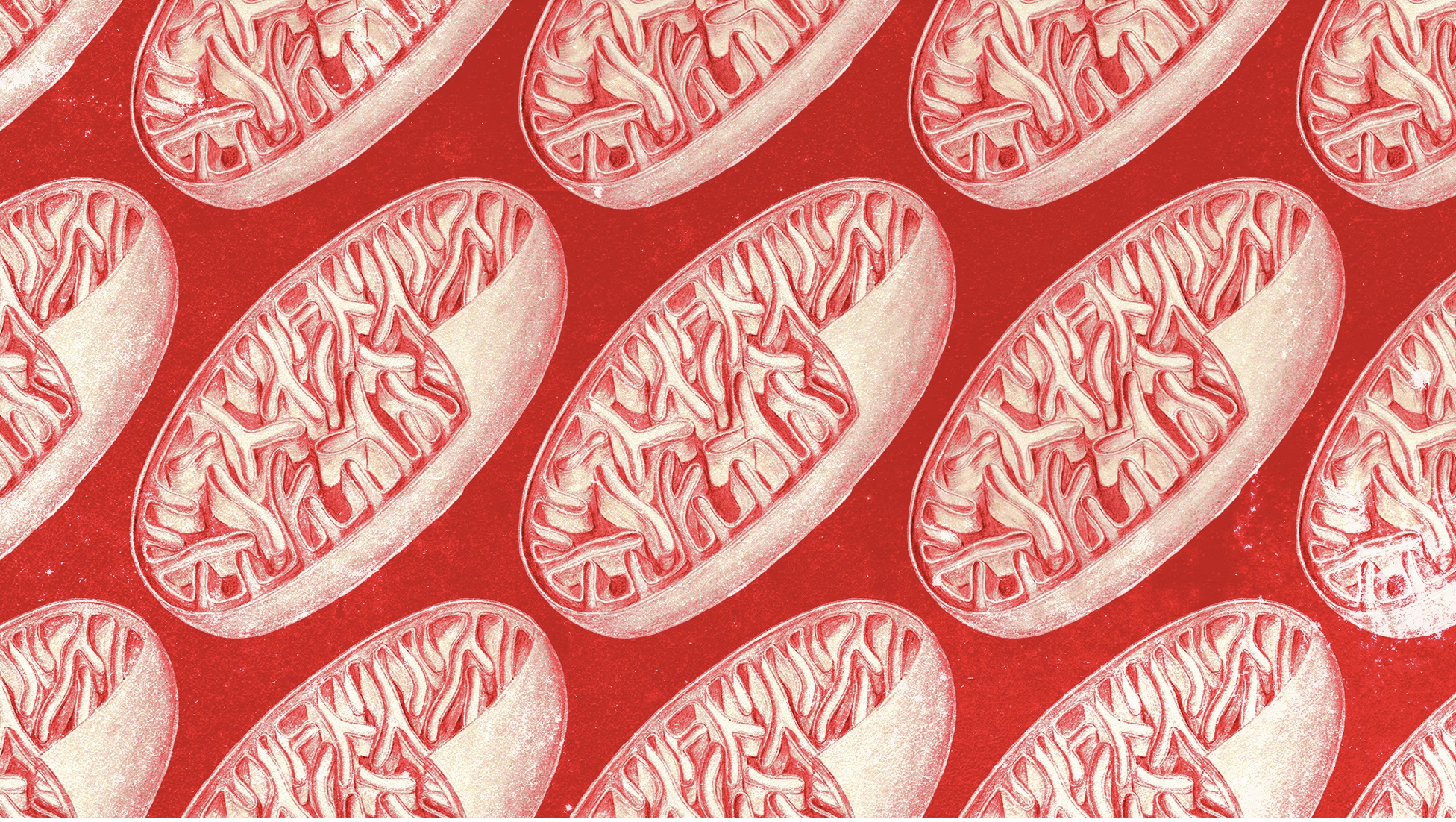 An illustration of many mitochondria arranged in a pattern.